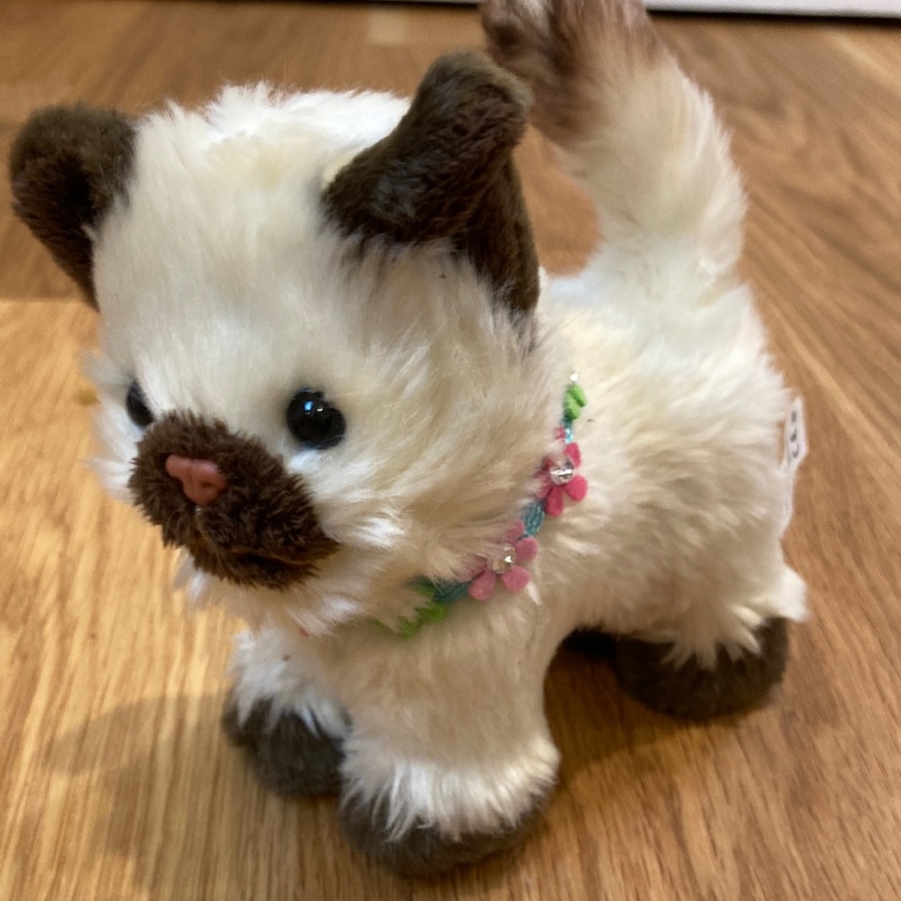 American Girl Siamese cat with leash